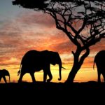 Pieces of the Puzzle: Escape to Africa
