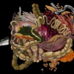 Ethical Gaming: Choices, God, and “How Fish Is Made”